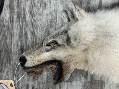 Peau - Loup Arctique #0001299
