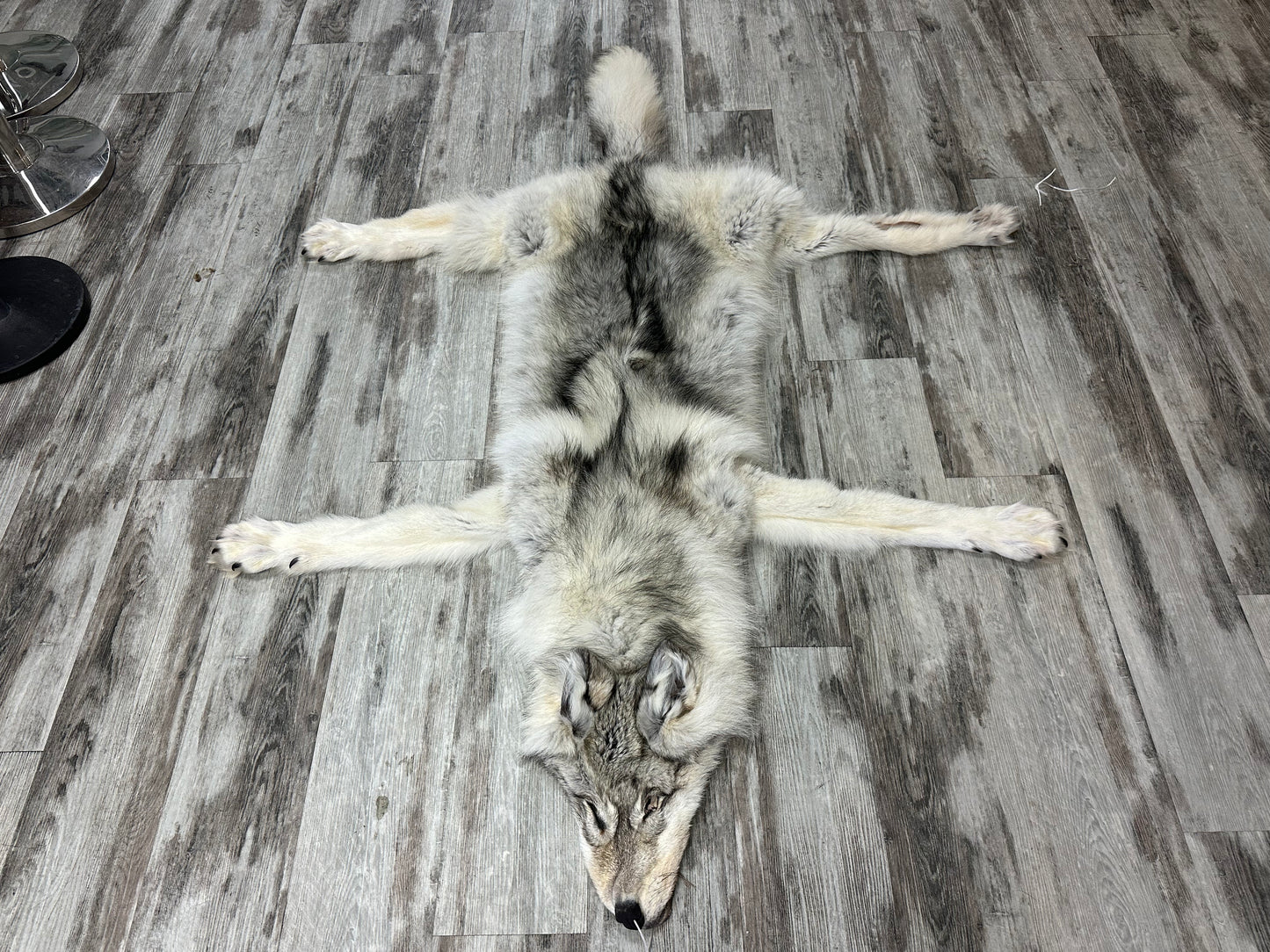 Peau - Loup Arctique #0001299