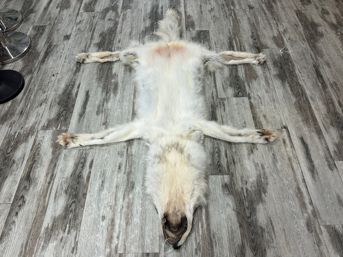 Peau - Loup Arctique #0001299