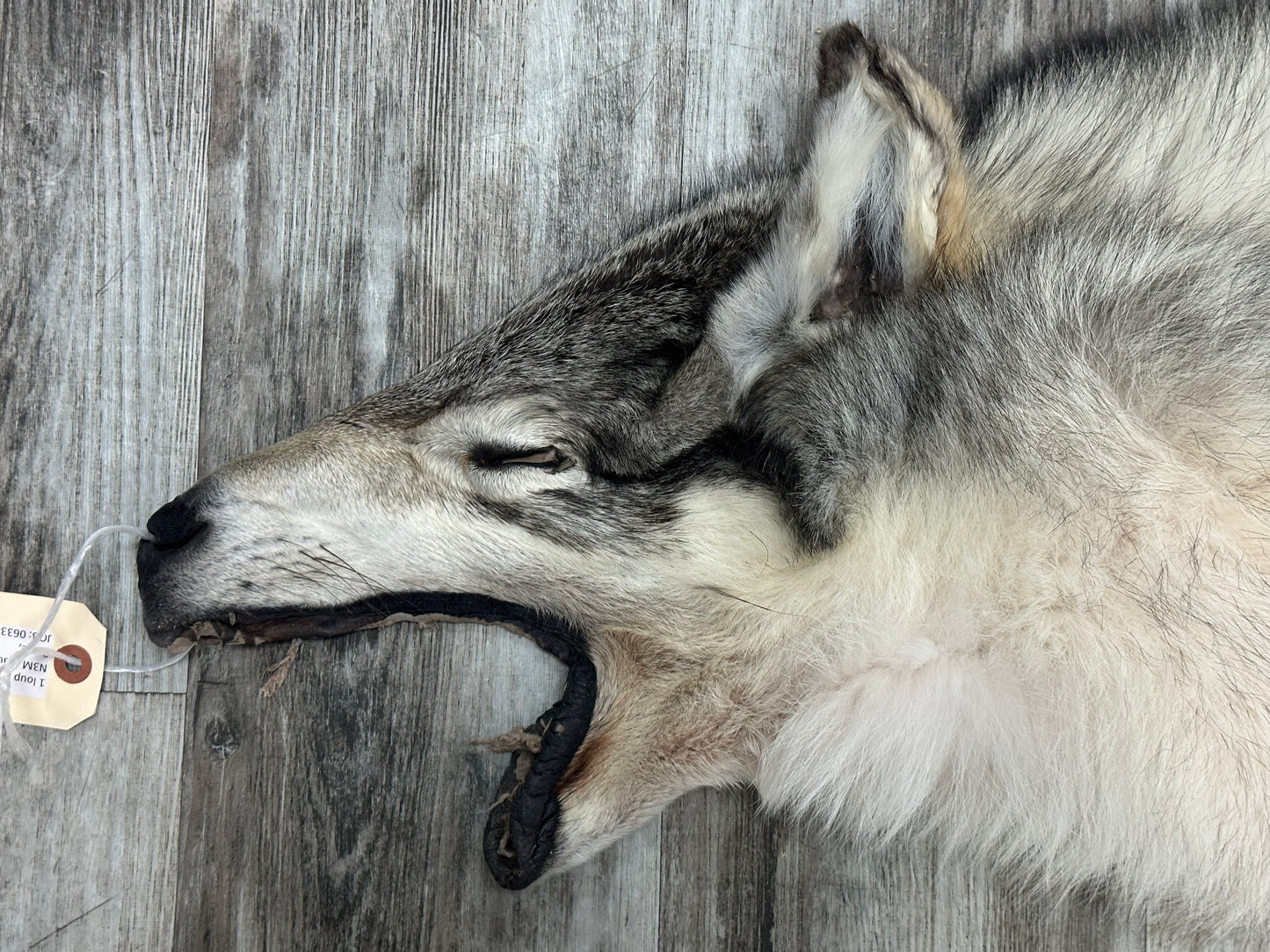 Peau - Loup Arctique #0001300