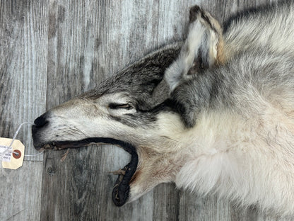 Peau - Loup Arctique #0001300