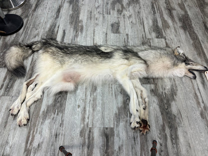 Peau - Loup Arctique #0001300