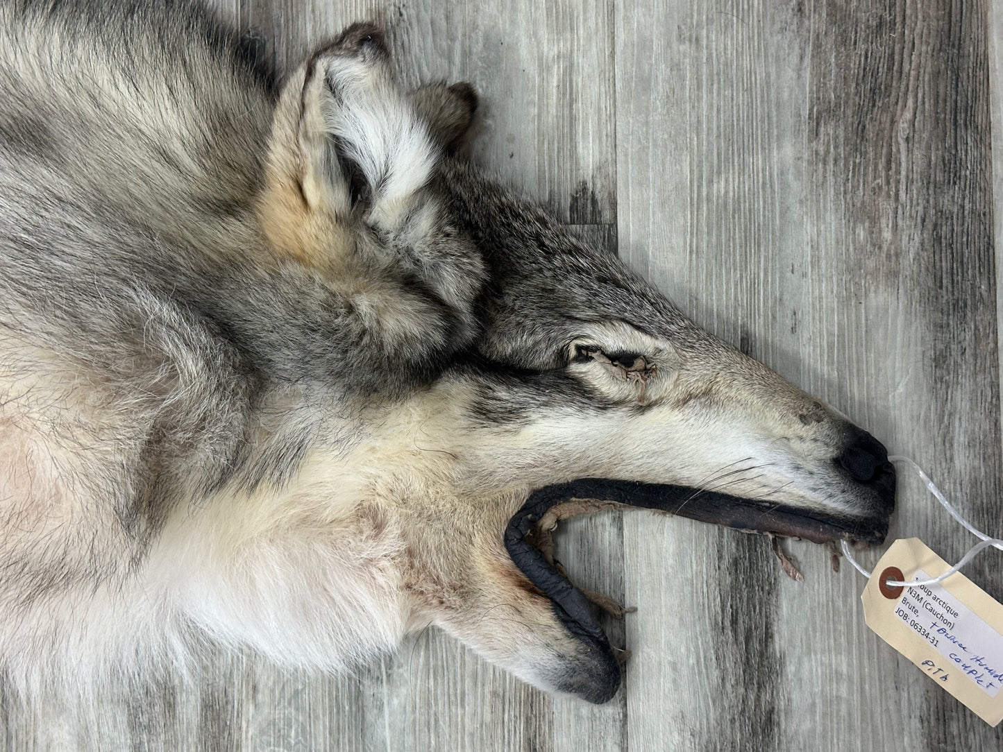 Peau - Loup Arctique #0001300