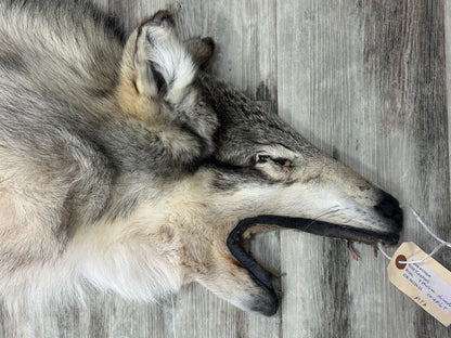Peau - Loup Arctique #0001300