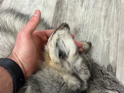 Peau - Loup Arctique #0001300
