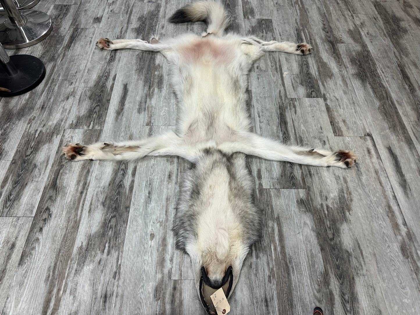 Peau - Loup Arctique #0001300