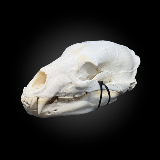 Crâne blanchi - Ours noir #0001340