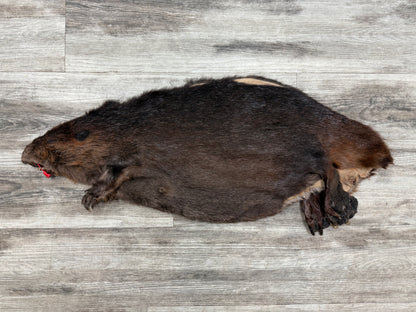 Dressed skin - Beaver #0001354