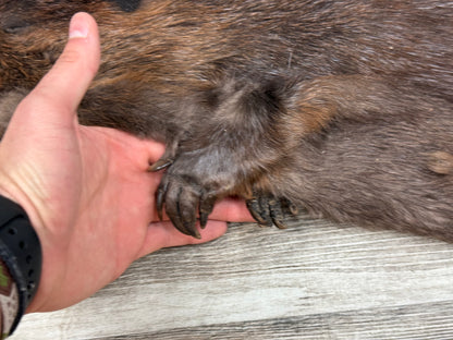 Dressed skin - Beaver #0001354