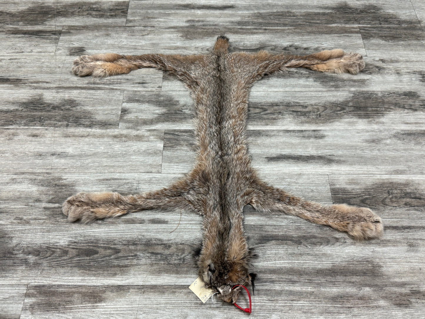 Peau - Lynx #0001361