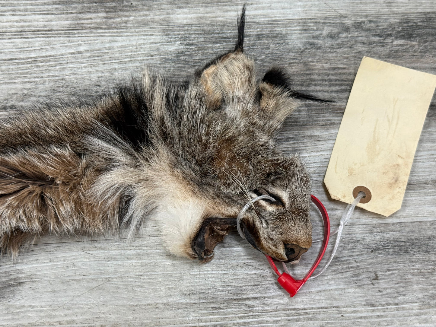 Peau - Lynx #0001361
