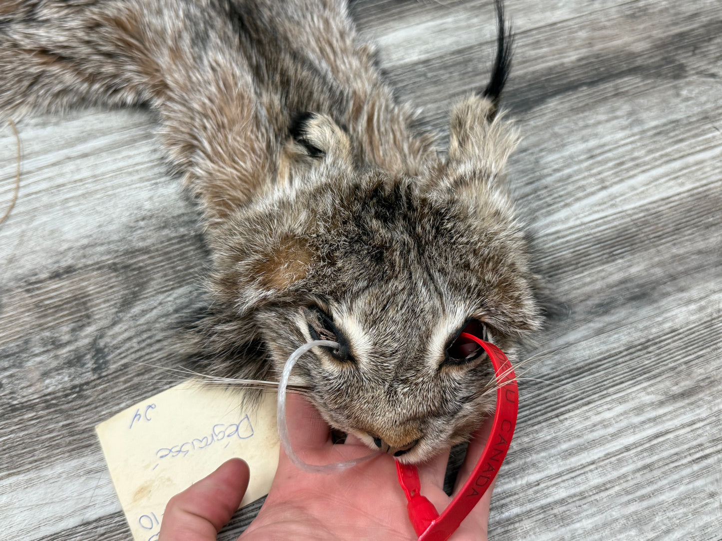 Peau - Lynx #0001361