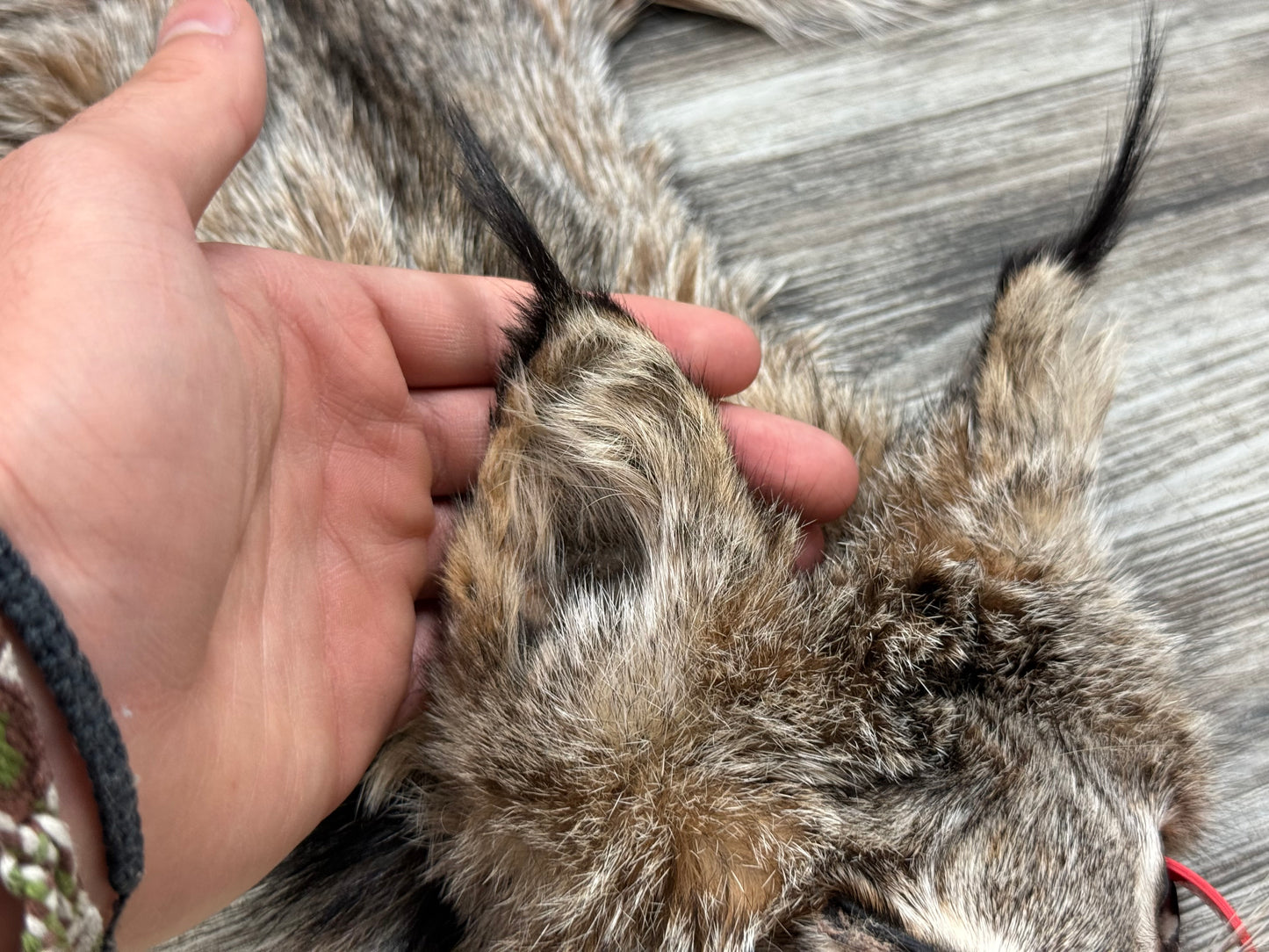 Peau - Lynx #0001361