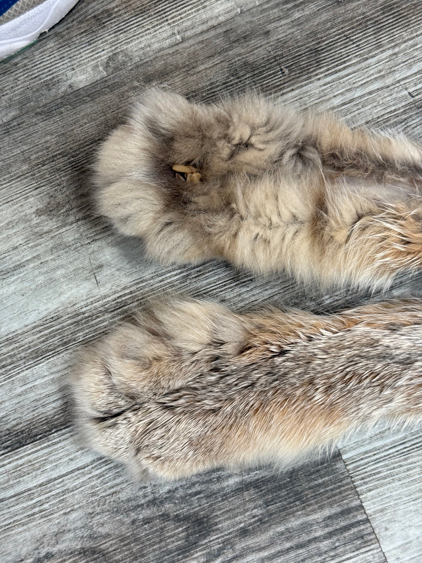 Peau - Lynx #0001361