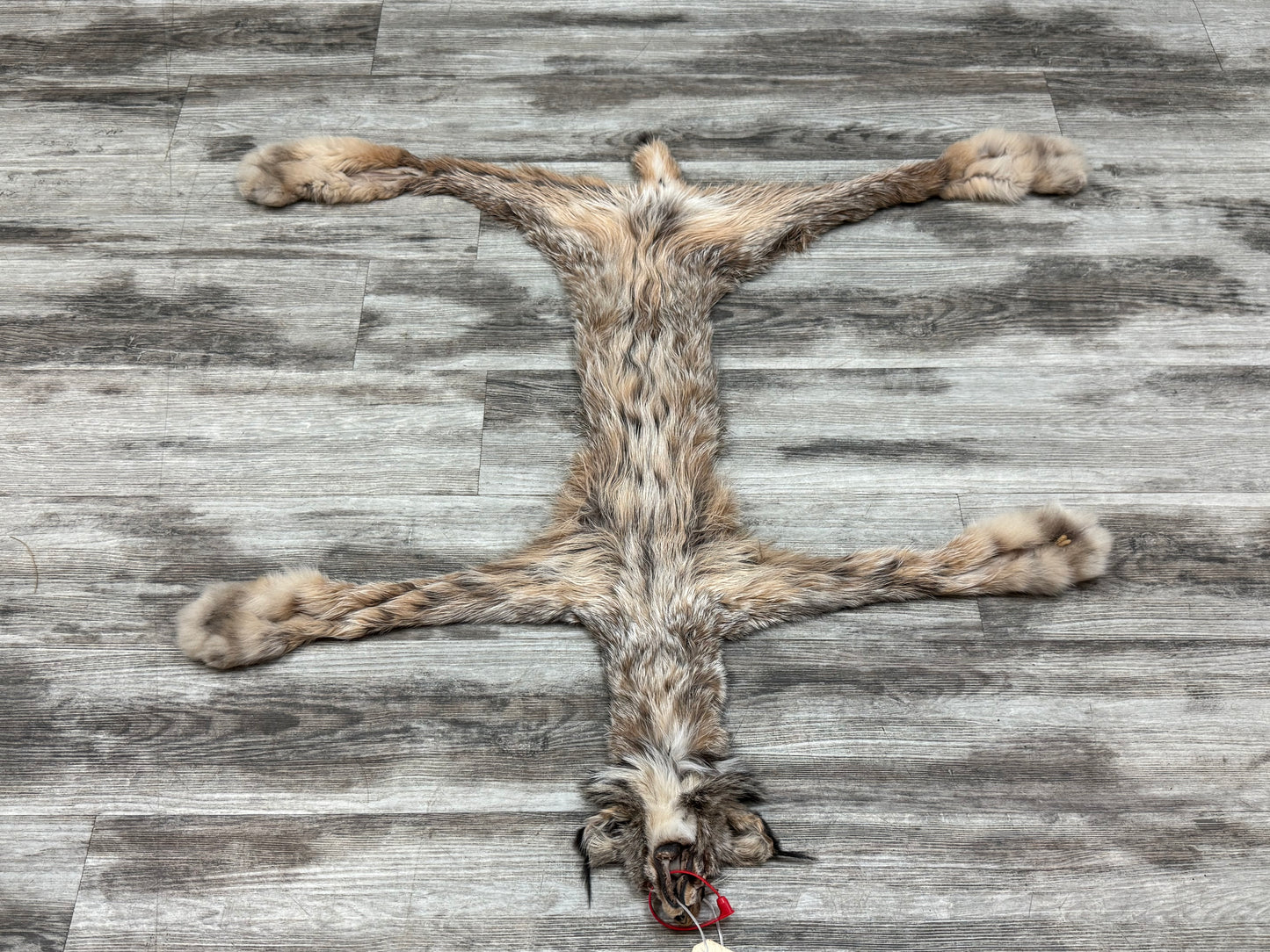 Peau - Lynx #0001361