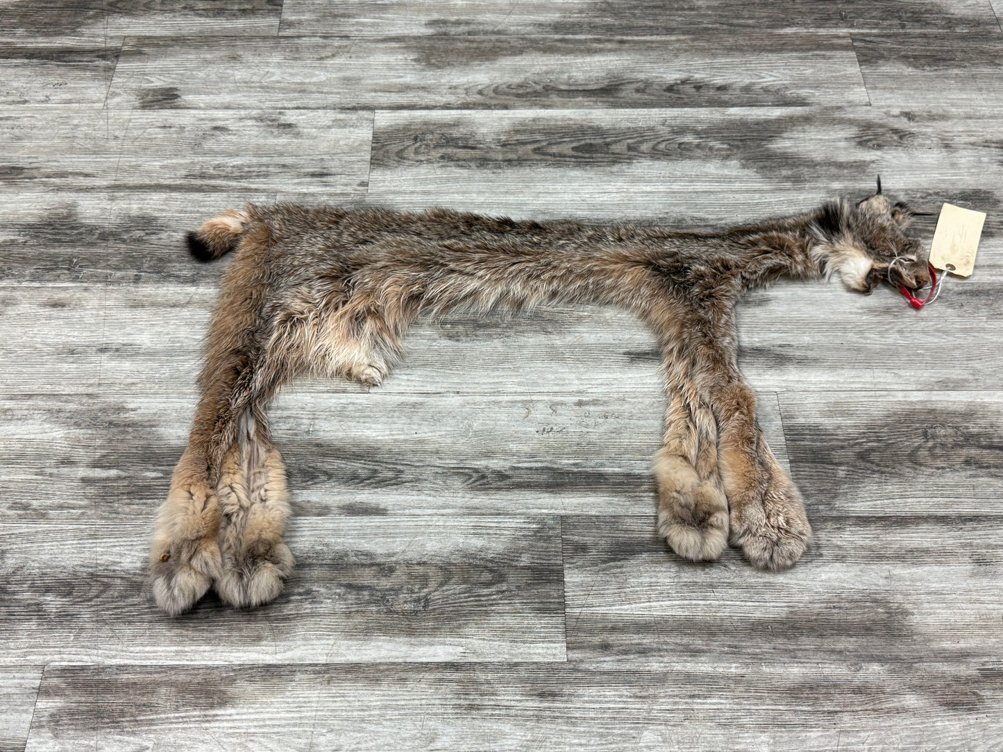Peau - Lynx #0001361
