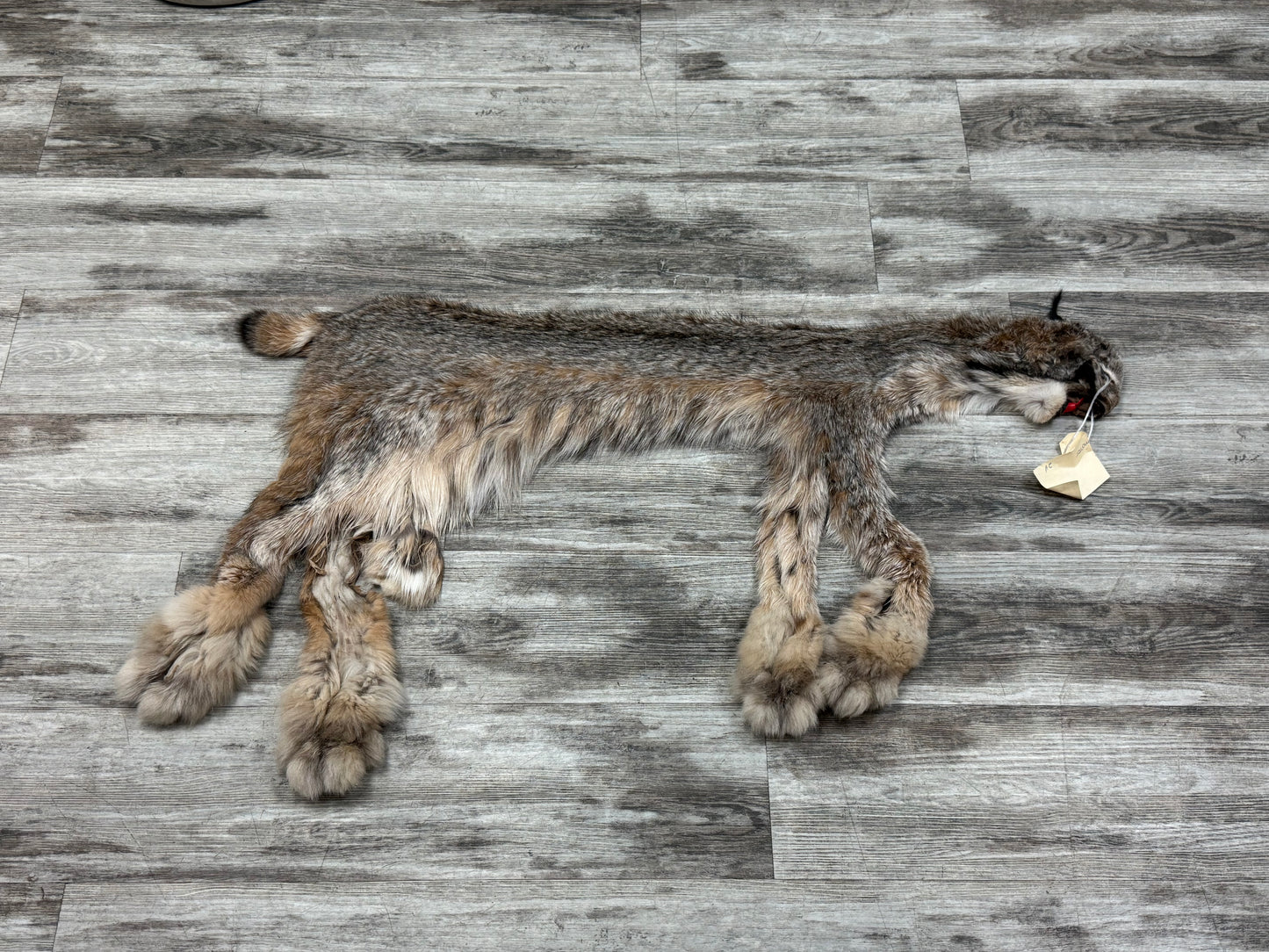Peau - Lynx #0001362