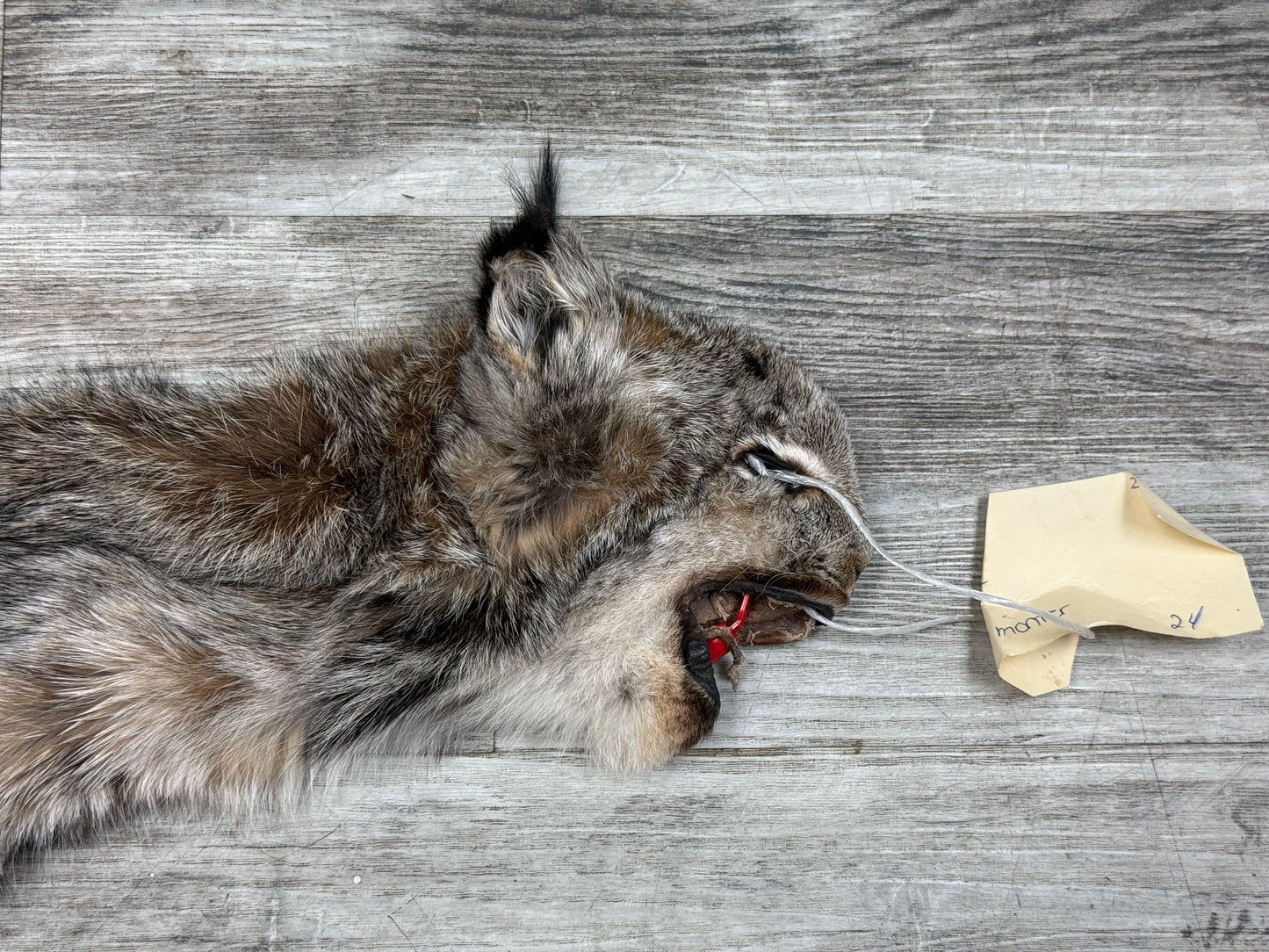 Peau - Lynx #0001362