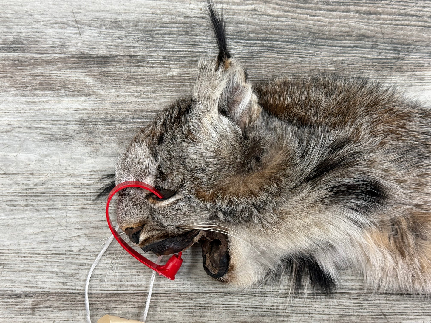 Peau - Lynx #0001362