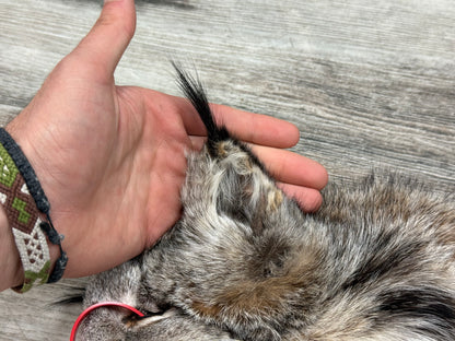Peau - Lynx #0001362