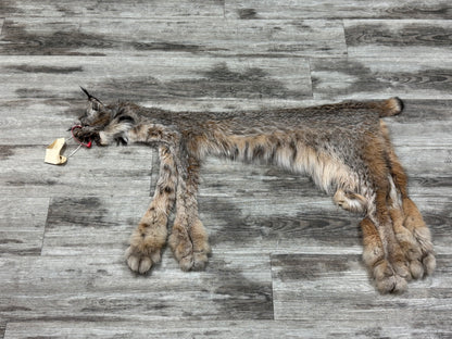 Peau - Lynx #0001362