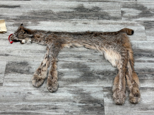 Peau - Lynx #0001363