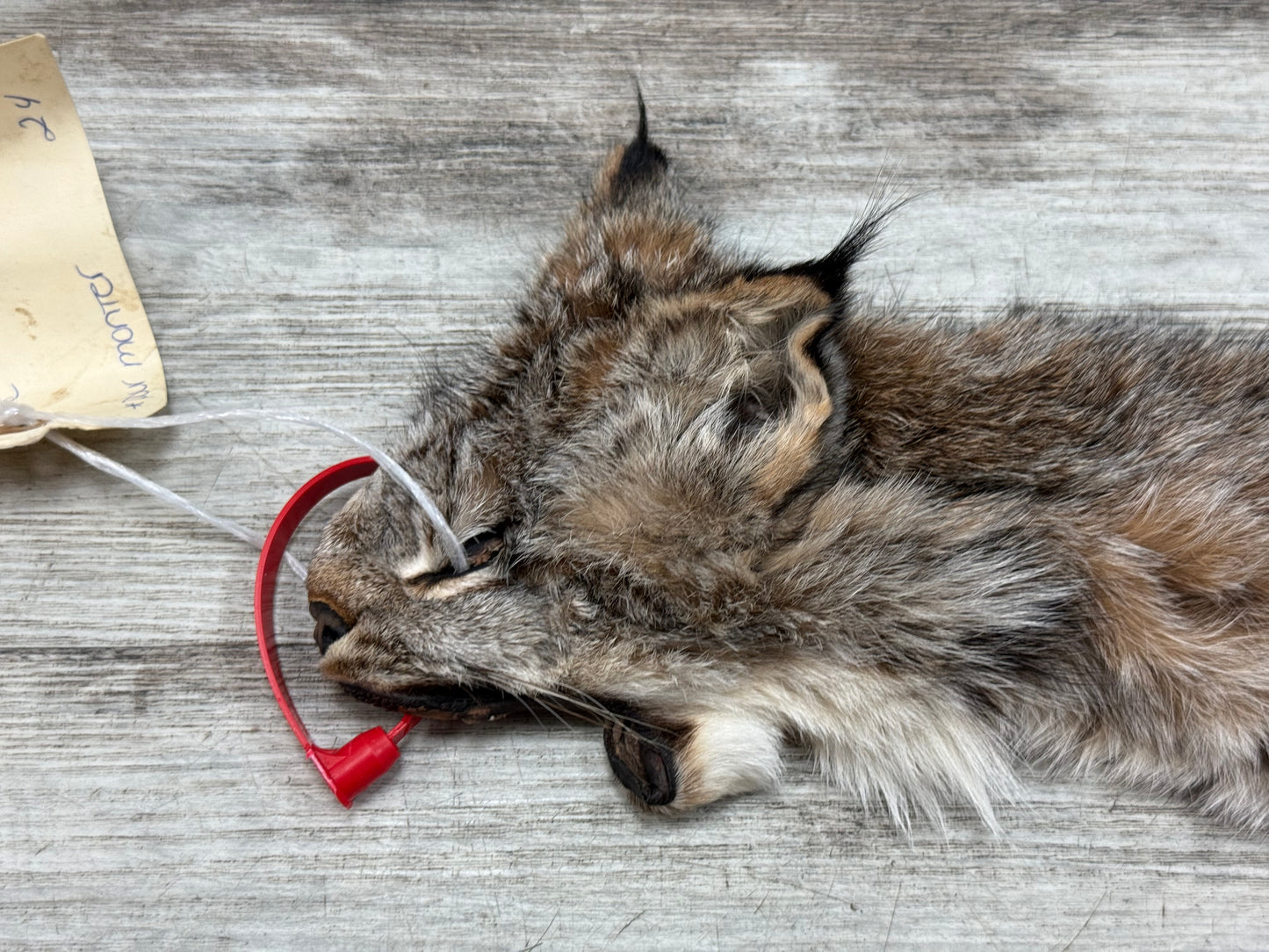 Peau - Lynx #0001363