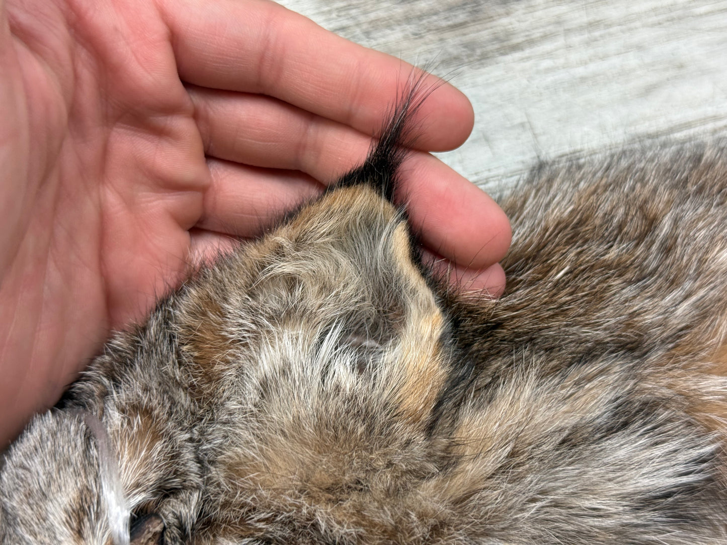 Peau - Lynx #0001363