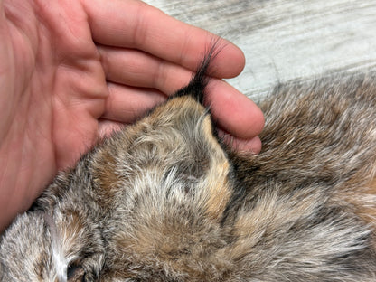 Peau - Lynx #0001363