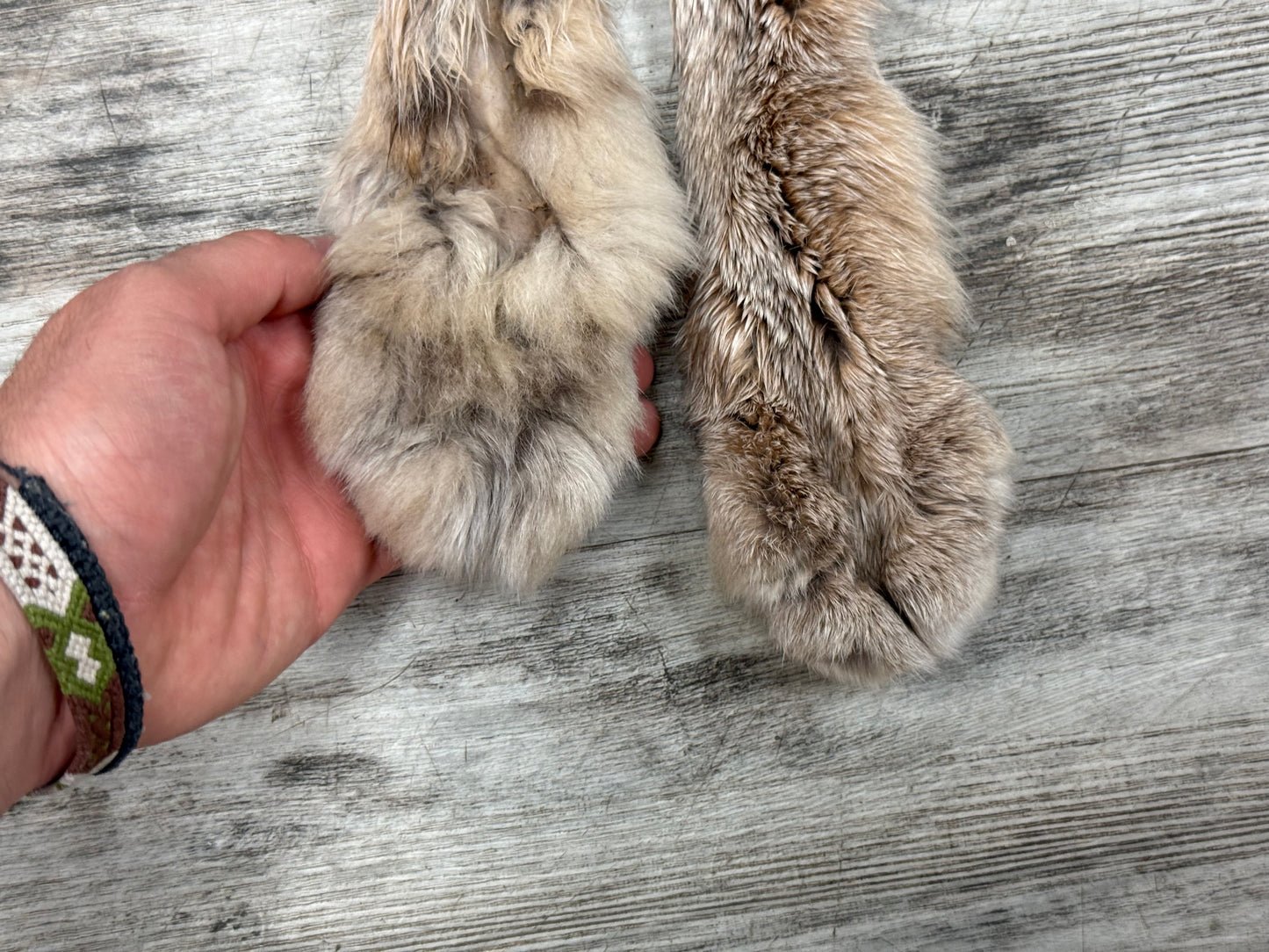 Peau - Lynx #0001363