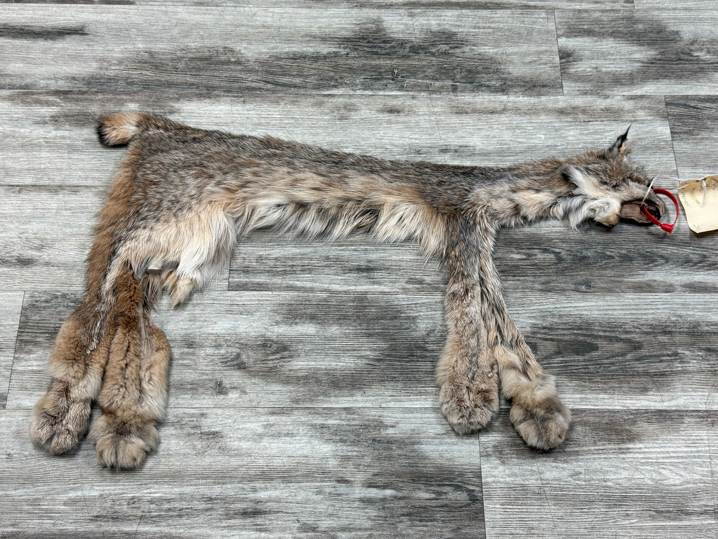 Peau - Lynx #0001363