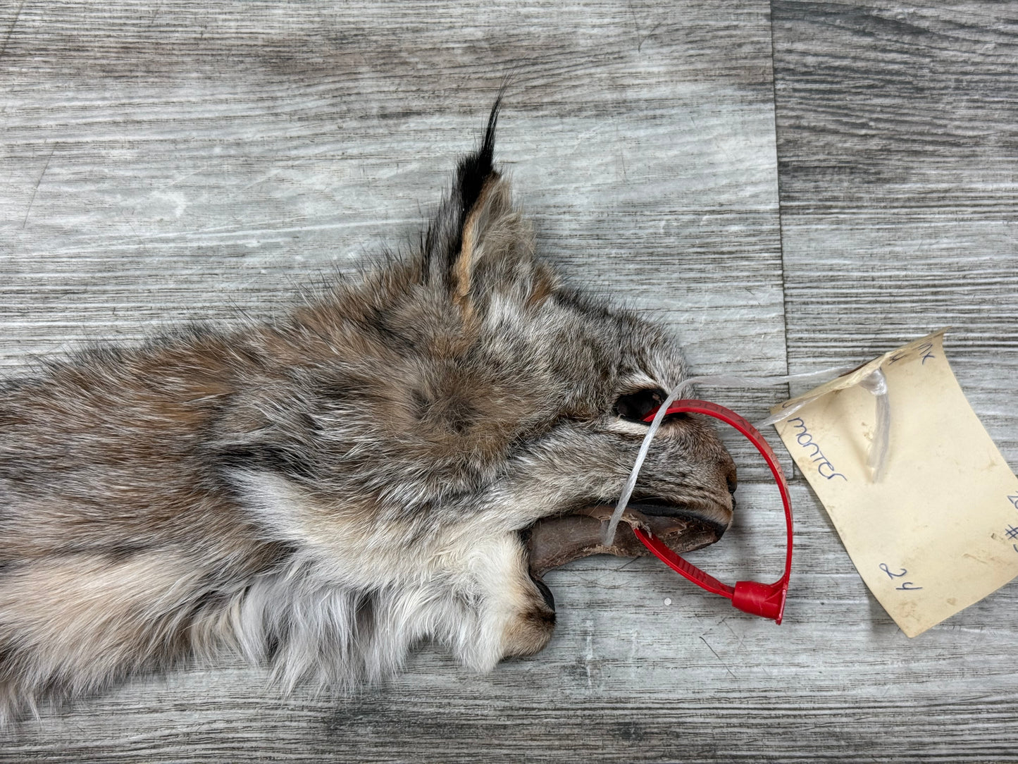 Peau - Lynx #0001363