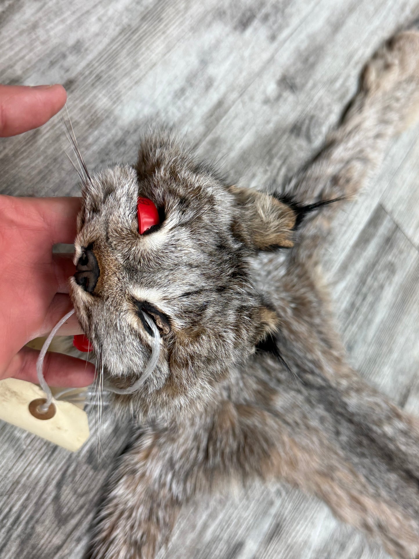 Peau - Lynx #0001363