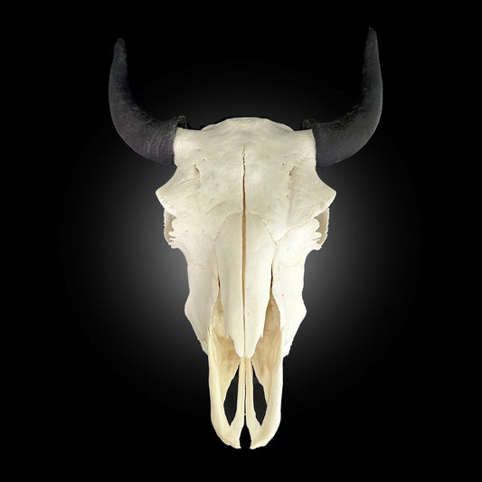 Crâne blanchi de Bison  - TAGBC 0000847