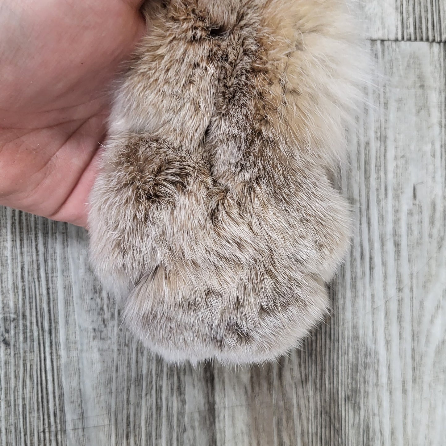 Peau - Lynx #0000890