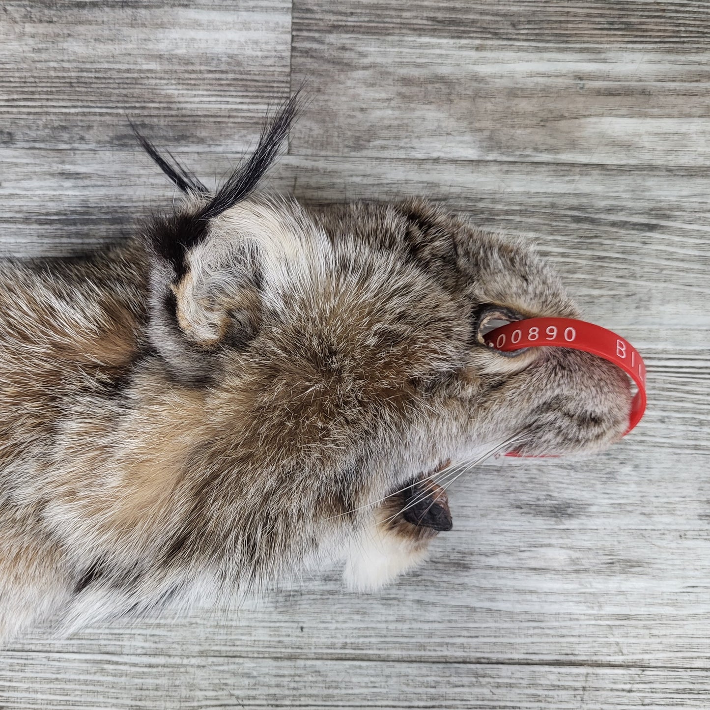 Peau - Lynx #0000890