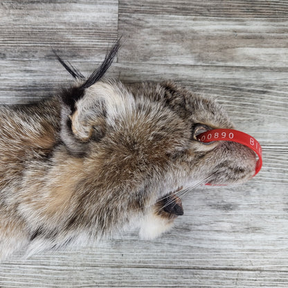 Peau - Lynx #0000890