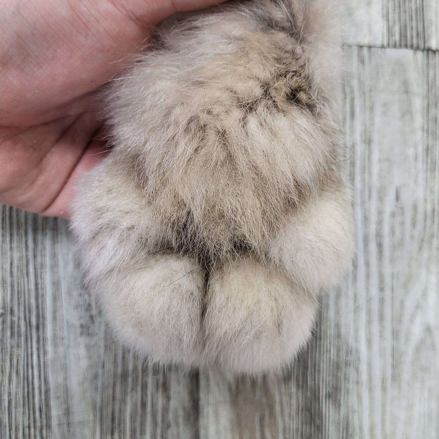 Peau - Lynx #0000890