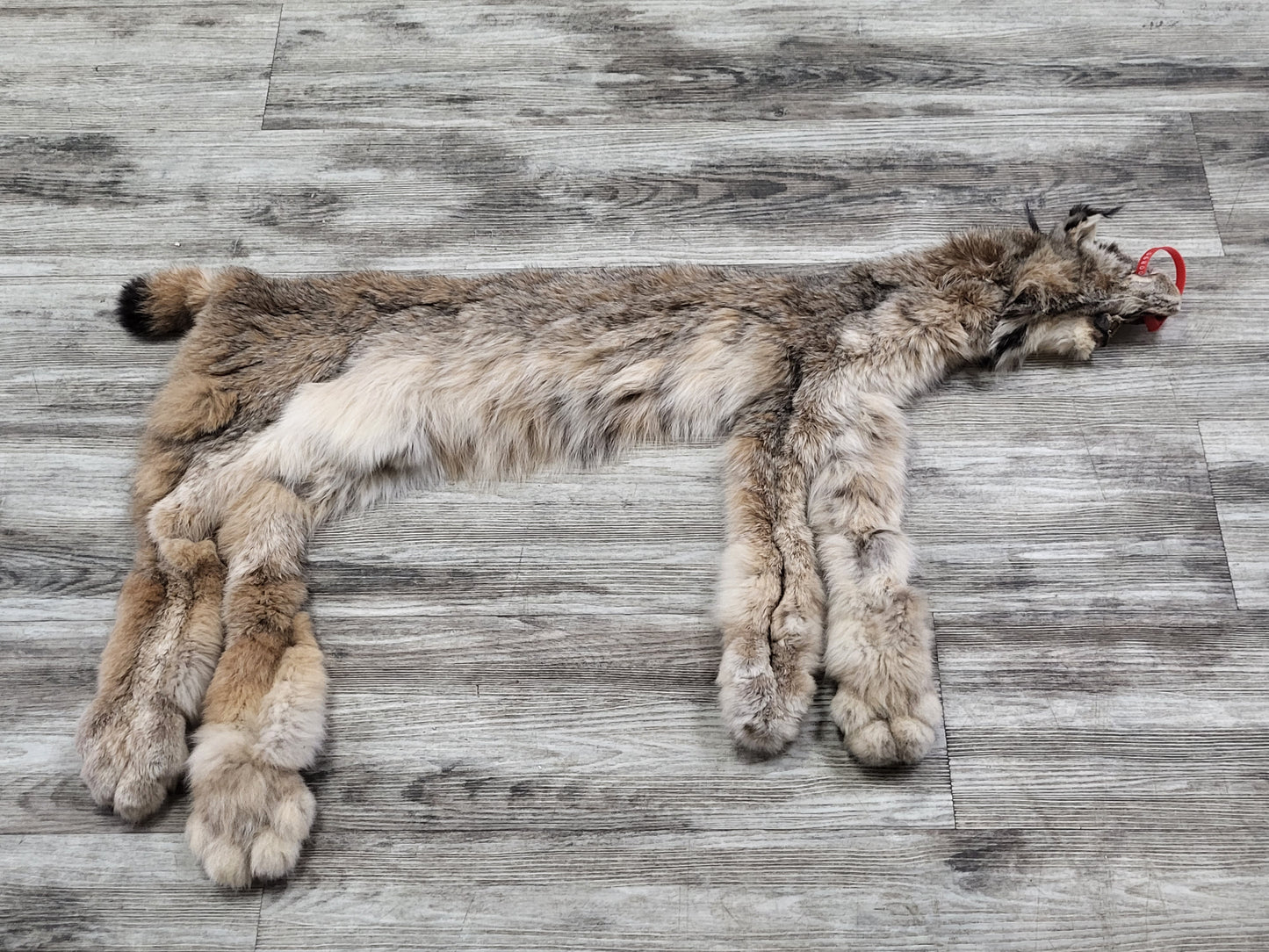Peau - Lynx #0000890