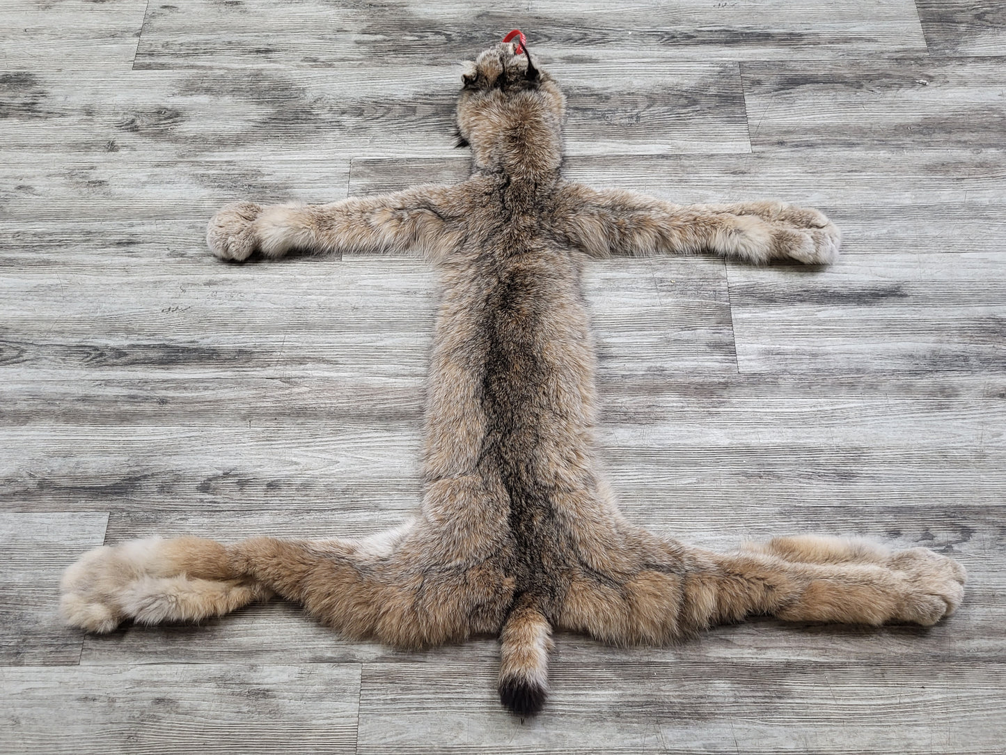 Peau - Lynx #0000890
