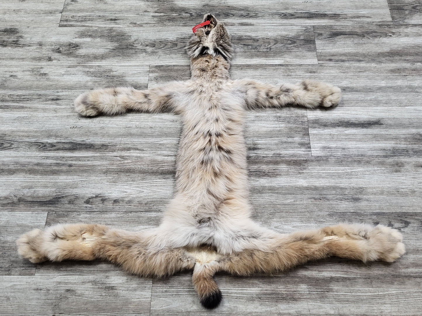 Peau - Lynx #0000890