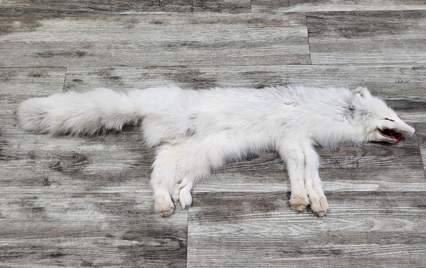 Peau - Renard Arctique #0000824