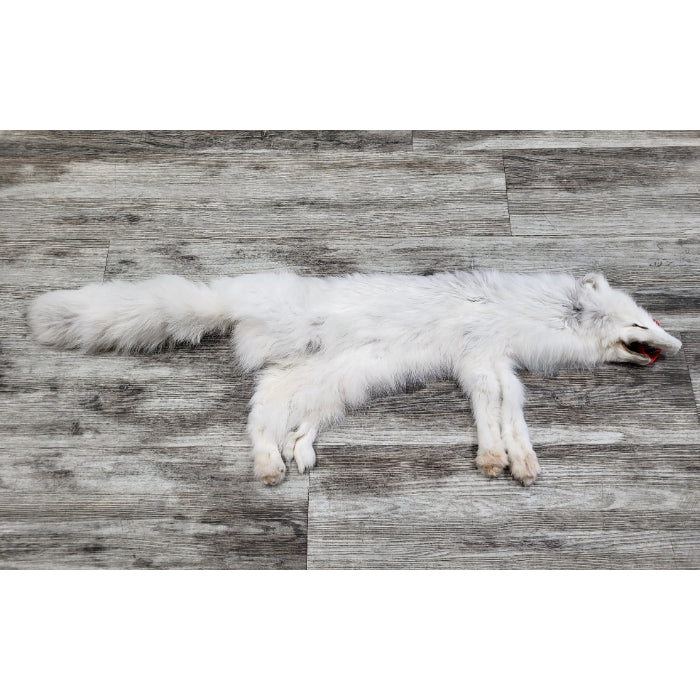 PEAU - RENARD ARCTIQUE #0000824
