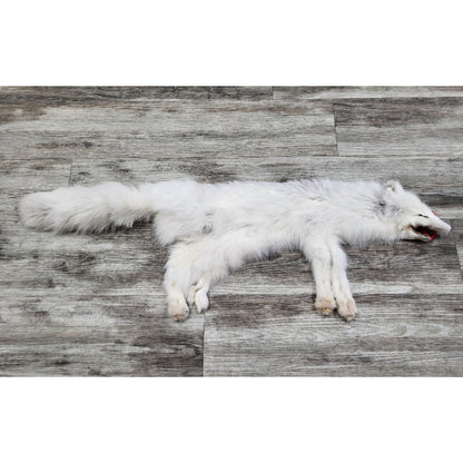 PEAU - RENARD ARCTIQUE #0000824