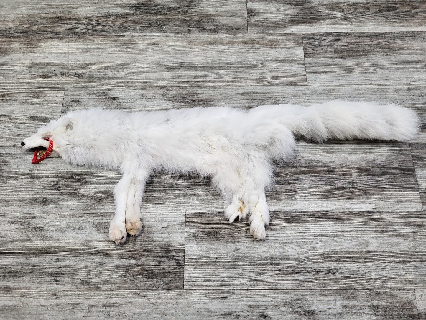 Peau - Renard Arctique #0000824