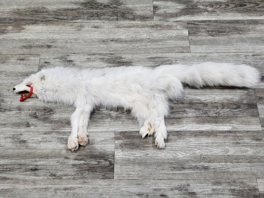 Peau - Renard Arctique #0000824
