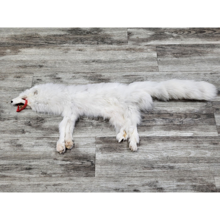 PEAU - RENARD ARCTIQUE #0000824