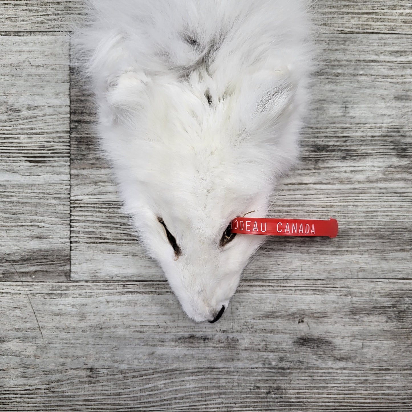 PEAU - RENARD ARCTIQUE #0000824