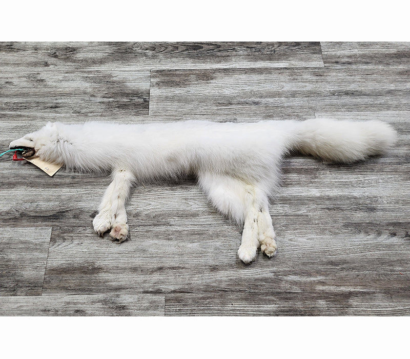 PEAU - RENARD ARCTIQUE #0000813