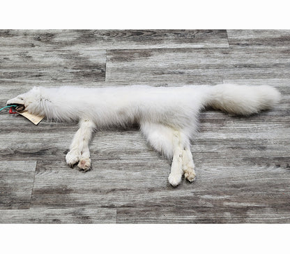 PEAU - RENARD ARCTIQUE #0000813